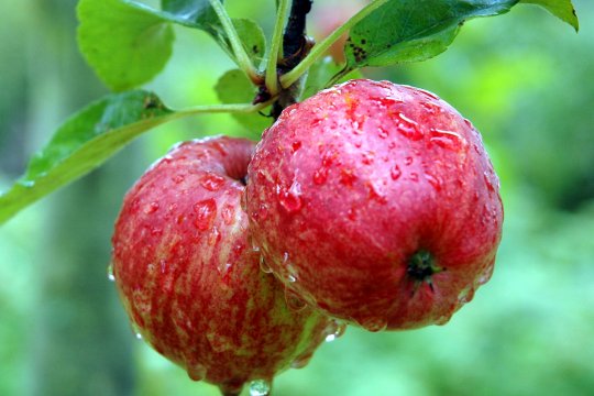 Apfel. Warenkunde und Zutaten (A-Z)