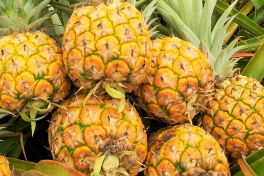 Ananas. Warenkunde und Zutaten (A-Z)