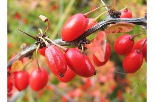 Berberitze. Warenkunde und Zutaten (A-Z)