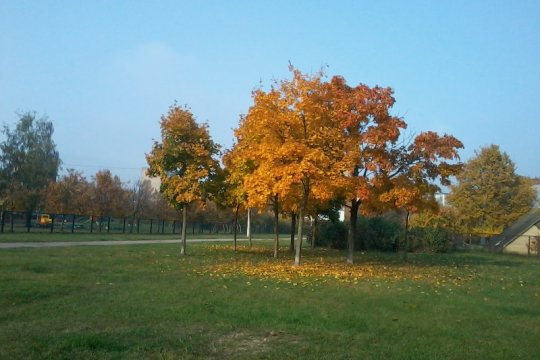 秋天，拉脱维亚，树木 |Diana Balahonova